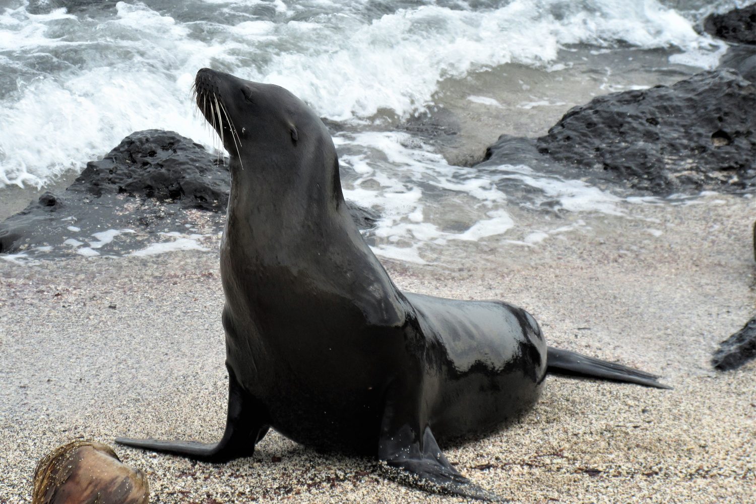 A black seal lying on rocky sand of one of the galapagos beaches