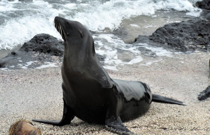 A black seal lying on rocky sand of one of the galapagos beaches