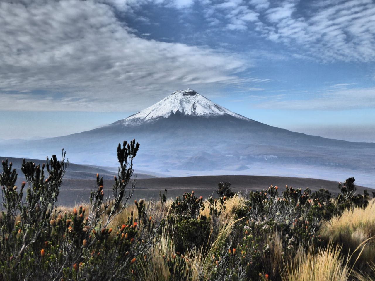 Cotopaxi Volcano from the grassland of the cotopaxi national park